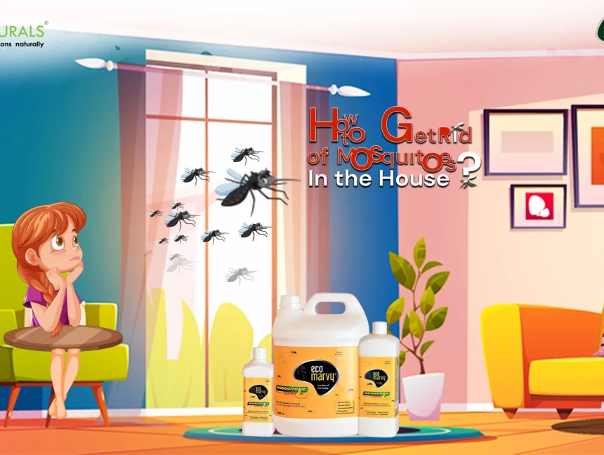 How to Get Rid of Mosquitoes in the House?