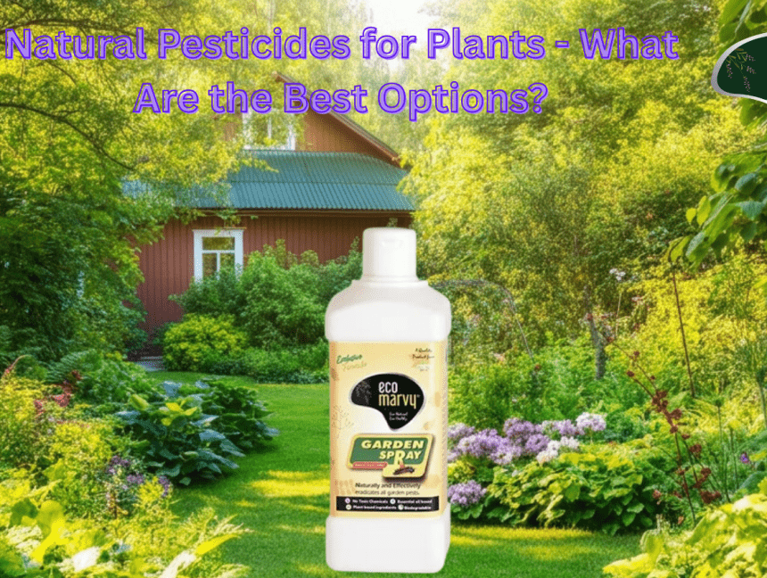 Natural Pesticides for Plants – What Are the Best Options?